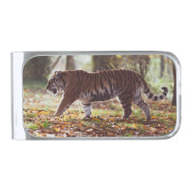 Clipe de Dinheiro do Tigre Andando