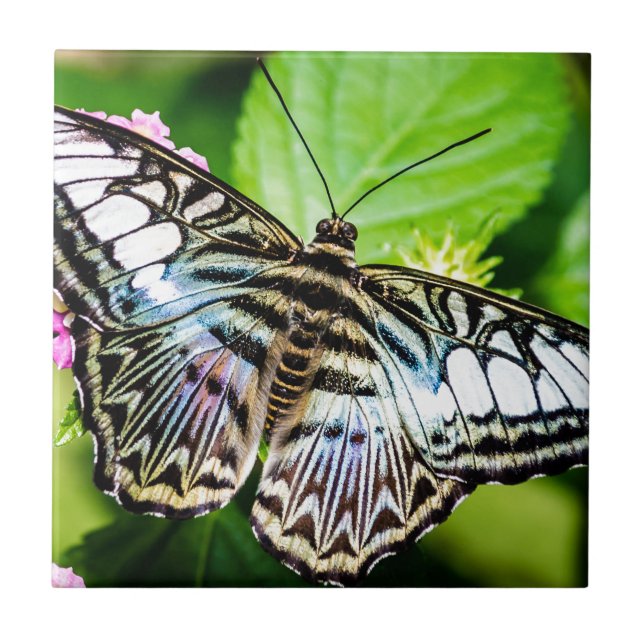 Clipper Azul (Frente)