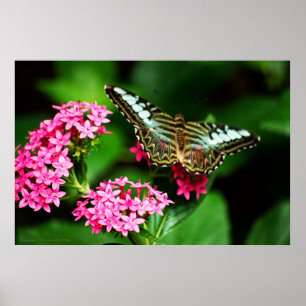 Clipper em Pentas 1 Impressão