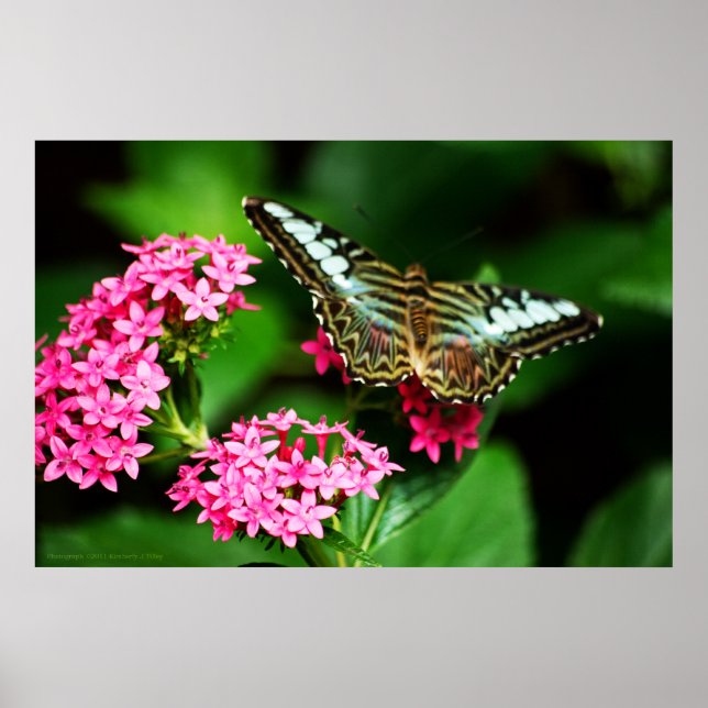 Clipper em Pentas 1 Impressão (Frente)