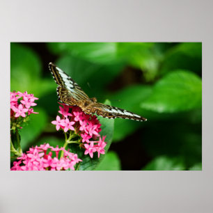 Clipper em Pentas 2 Impressão