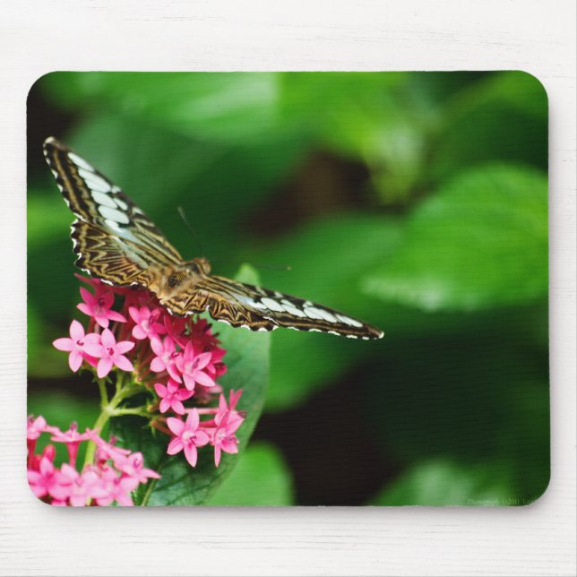 Clipper em Pentas 2 Mousepad (Frente)