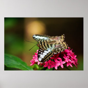 Clipper em Pentas 3 Impressão