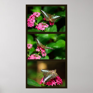 Clipper em Pentas (Retrato) Impressão