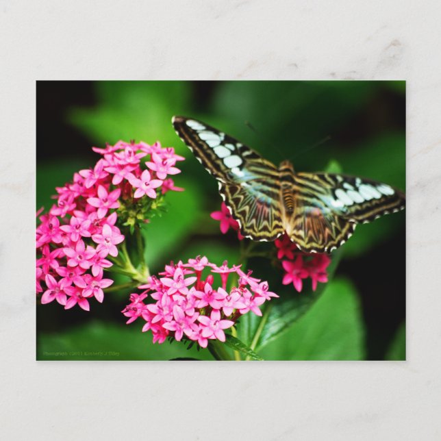 Clipper no cartão postal Pentas 1 (Frente)