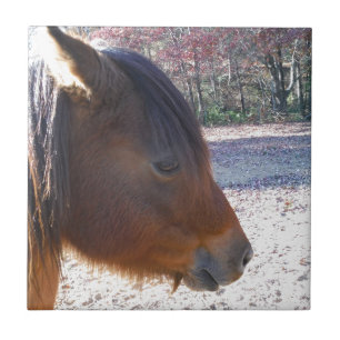 Close de cavalo marrom, pequeno pônei marrom