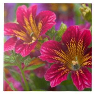Close de línguas pintadas de suas florações -