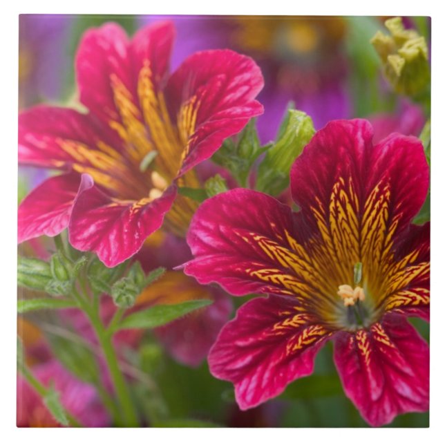 Close de línguas pintadas de suas florações - (Frente)