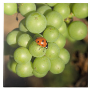 Close de uma joaninha em uvas verdes Pinot Noir