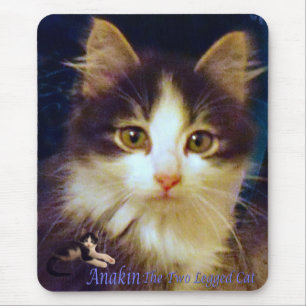 Close up bonito de Mousepad do gatinho do gato