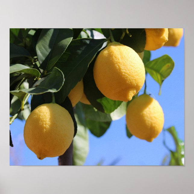 Close Up Branch with Lemons Poster Paper (Matte) (Frente)