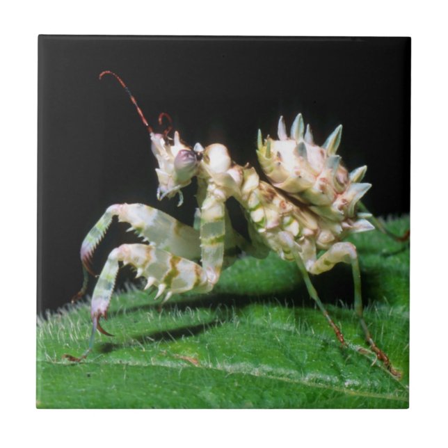 Close-Up da Mantis Hottentote (Frente)