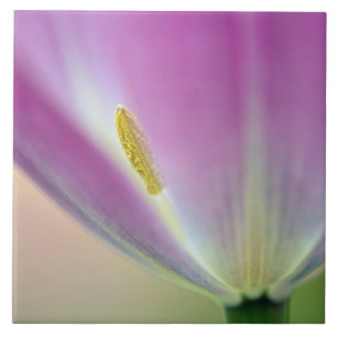 Close-up da parte inferior da flor de tulipa, Kuek