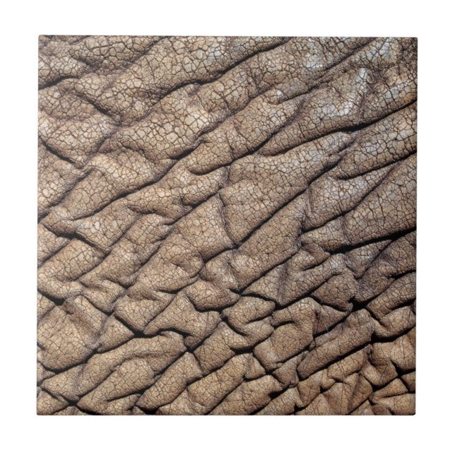 Close-Up Da Pele De Elefante Africano (Frente)