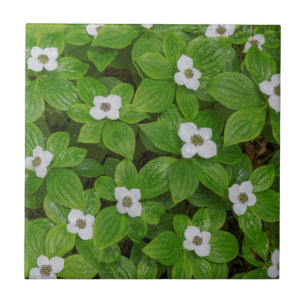 Close-up de bunchberry com flores brancas