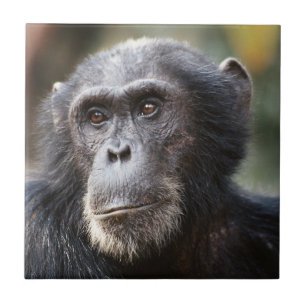 Close-up de chimpanzé macho