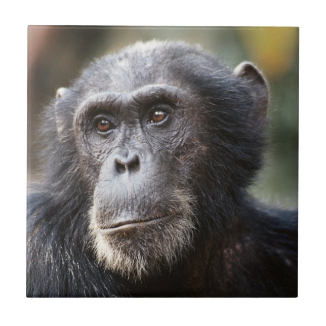 Close-up de chimpanzé macho (Frente)