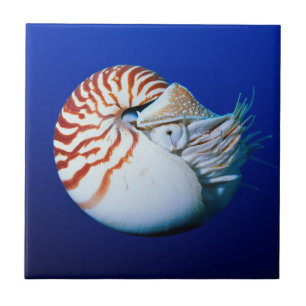 Close-Up de Nautilus-Camarado