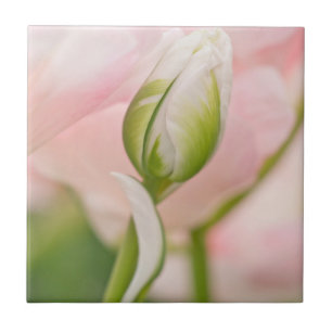 Close-up de tulipa e botão