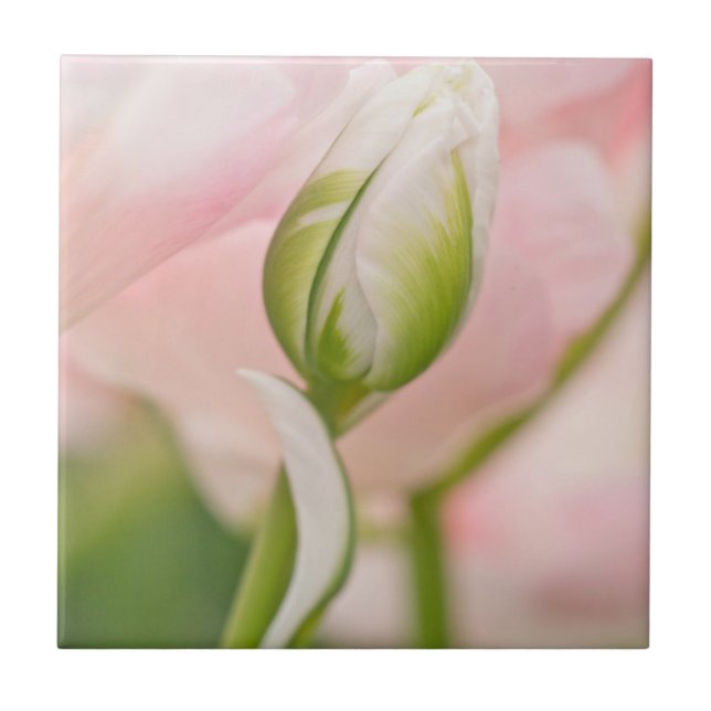 Close-up de tulipa e botão (Frente)