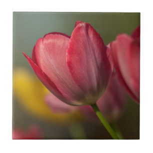 Close-up de tulipas vermelhas e amarelas no jardim