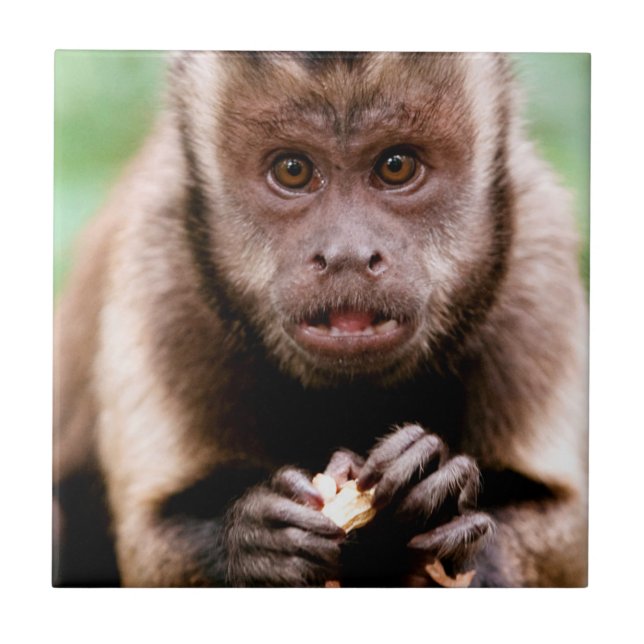 Close-up de um macaco capuchinho de cabeça preta (Frente)