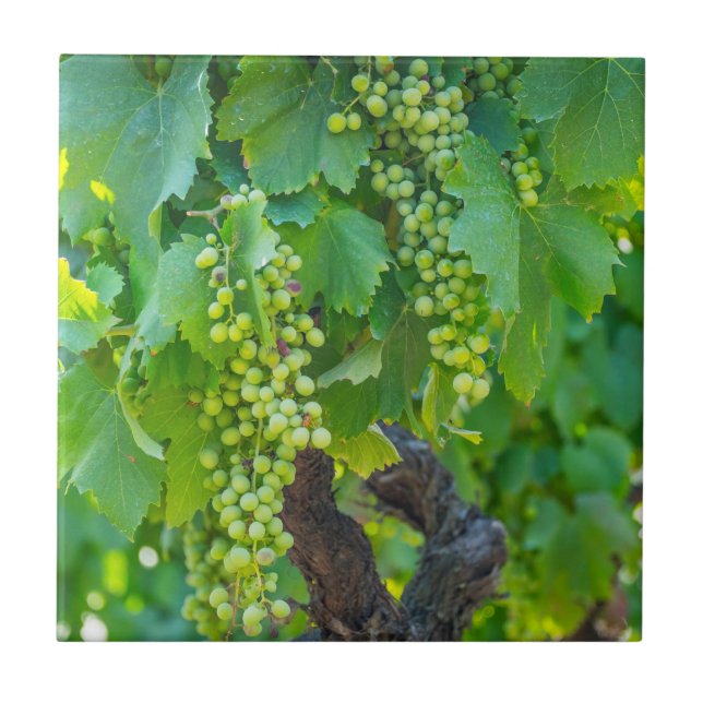 Close Up De Uvas Maduras (Frente)