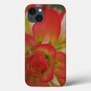 Close-up of Indian Paint Brush near Gay Hill,