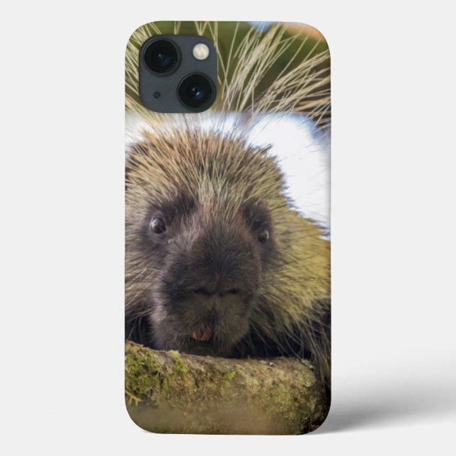 Close-up of porcupine in a tree (Verso)