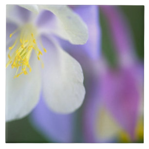 Closeup da flor Columbine do Colorado.