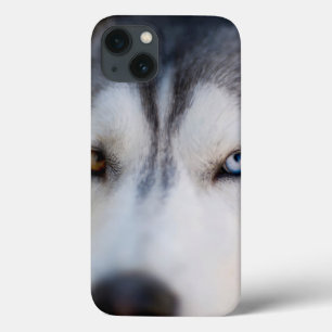 Closeup Stoic Gaze de um Alasca Malamute