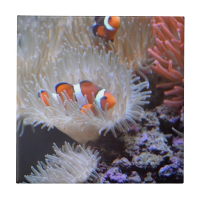 Clownfish (Frente)