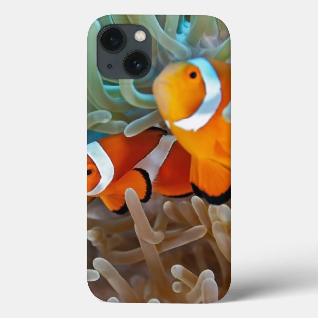 Clownfish (Verso)