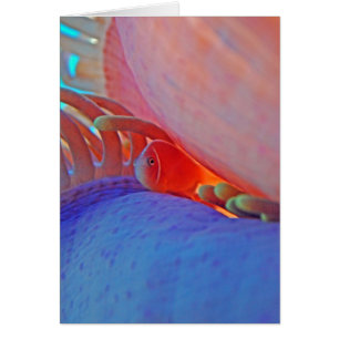 Clownfish e anêmona - cartão