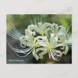 Cluster Amaryllis ［ Cartão Postal ］