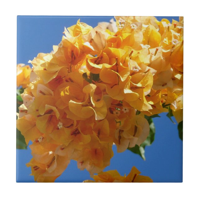 Cluster de Bougainvillea Floral Ouro (Frente)