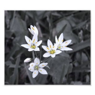 Cluster de Mini Flores Foto de Macro BW/Impressão