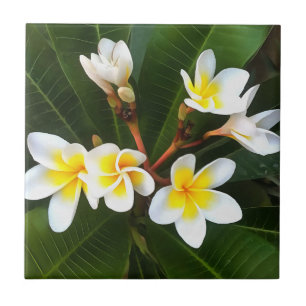 Cluster Frangipani Blossom