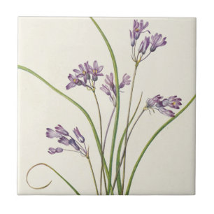 Clusteramente por Mary Vaux Walcott