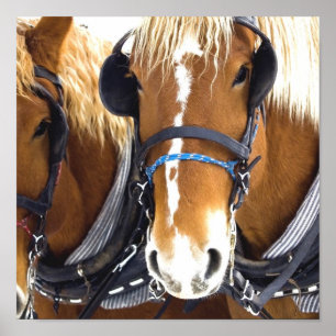 Clydesdale Draft Horse Poster