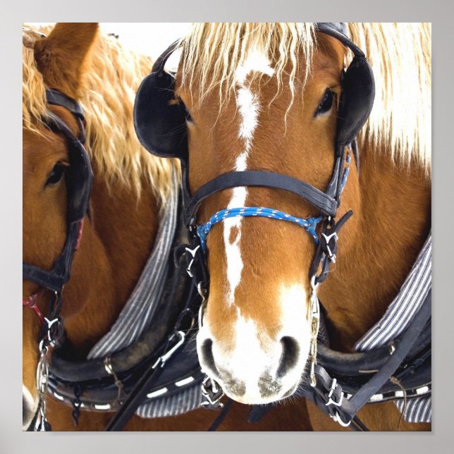 Clydesdale Draft Horse Poster (Frente)