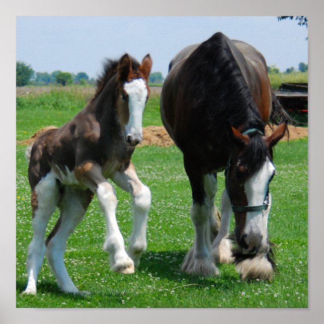 clydesdale e impressão (Frente)