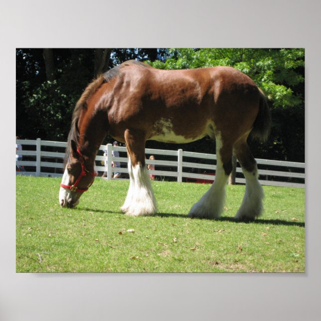 Clydesdale Poster (Frente)