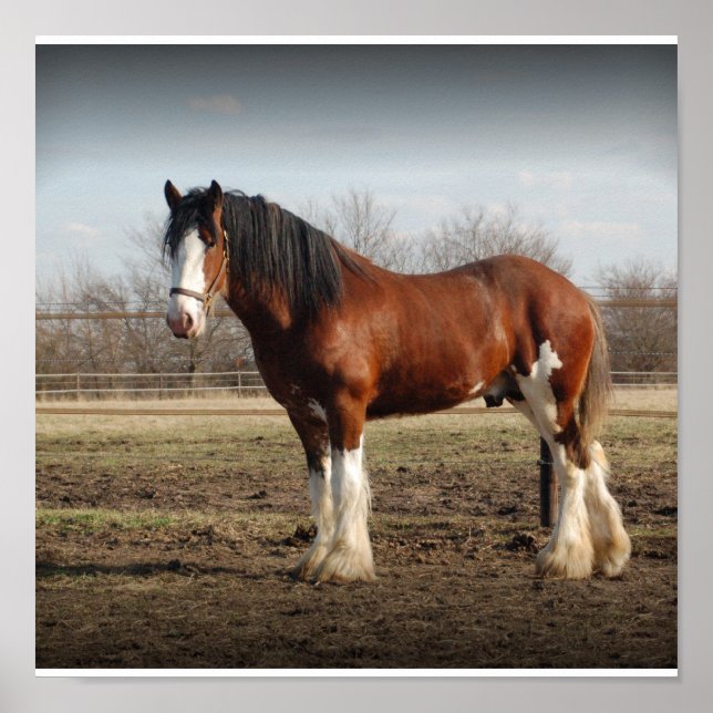 Clydesdale stud Impressão (Frente)