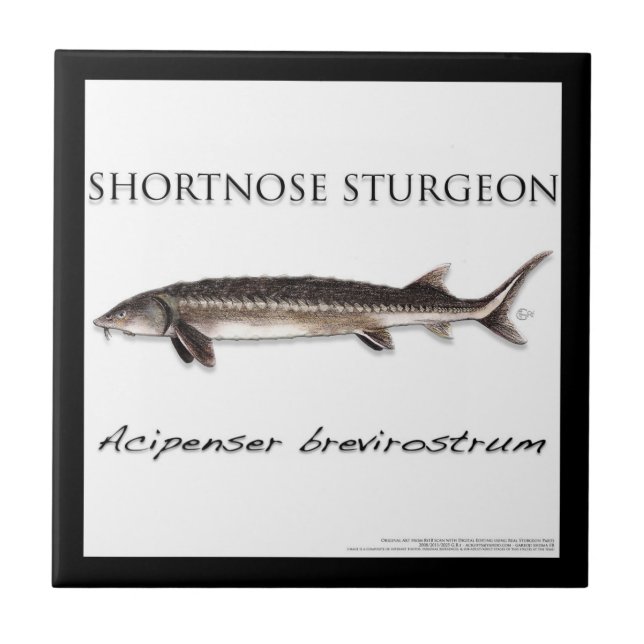 COASTER - STURGEON FISH SHORTNOSE - acigifts@yahoo (Frente)