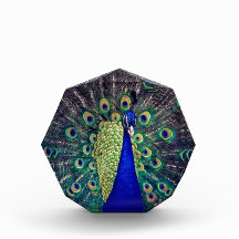 Cobalto Blue Peacock