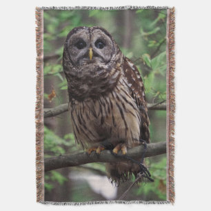 Cobertor Barred Owl