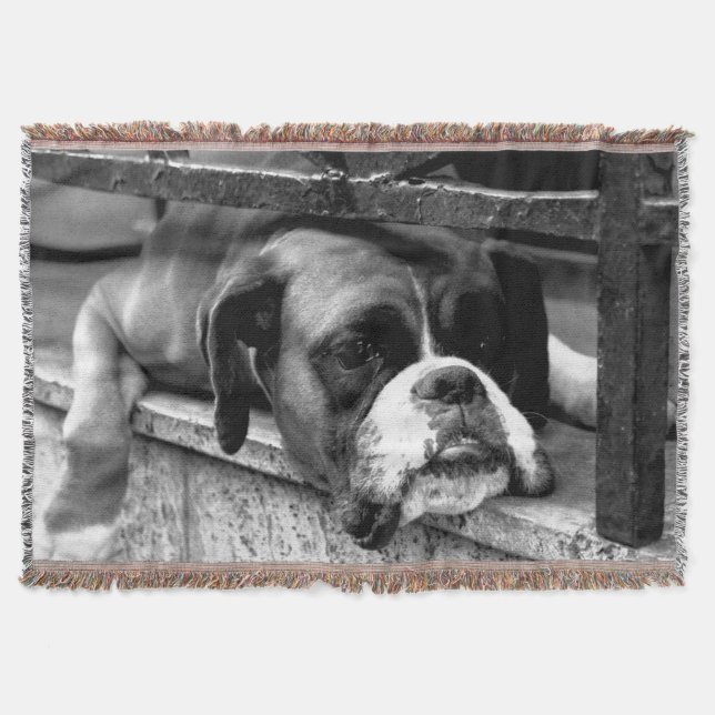 Cobertor Boxer Dog On Windowsill tbcna (Frente)