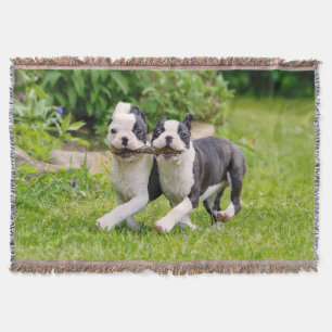 Cobertor Cachorros bem engraçados de Boston Terrier brincan