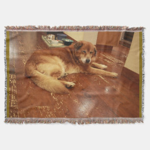 Cobertor cão-tipo-recuperador de ouros no chão da madeira p